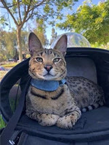 Cat Carrier Bubble Backpack